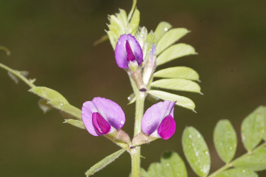 Vicia sativa